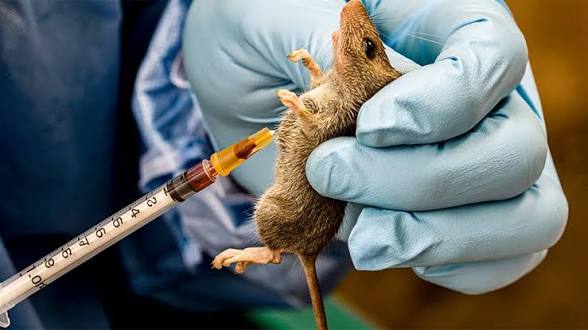 NCDC Records 469 Lassa Fever Cases, 109 Deaths as Fatality Rate Rises in 2026