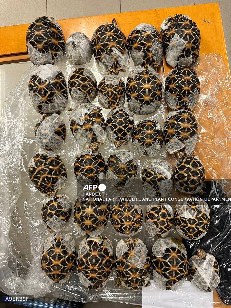 Thai Authorities Arrest Teen for Smuggling 30 Tortoises at Airport